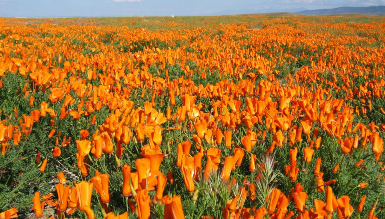 19-facts-about-poppy-festival