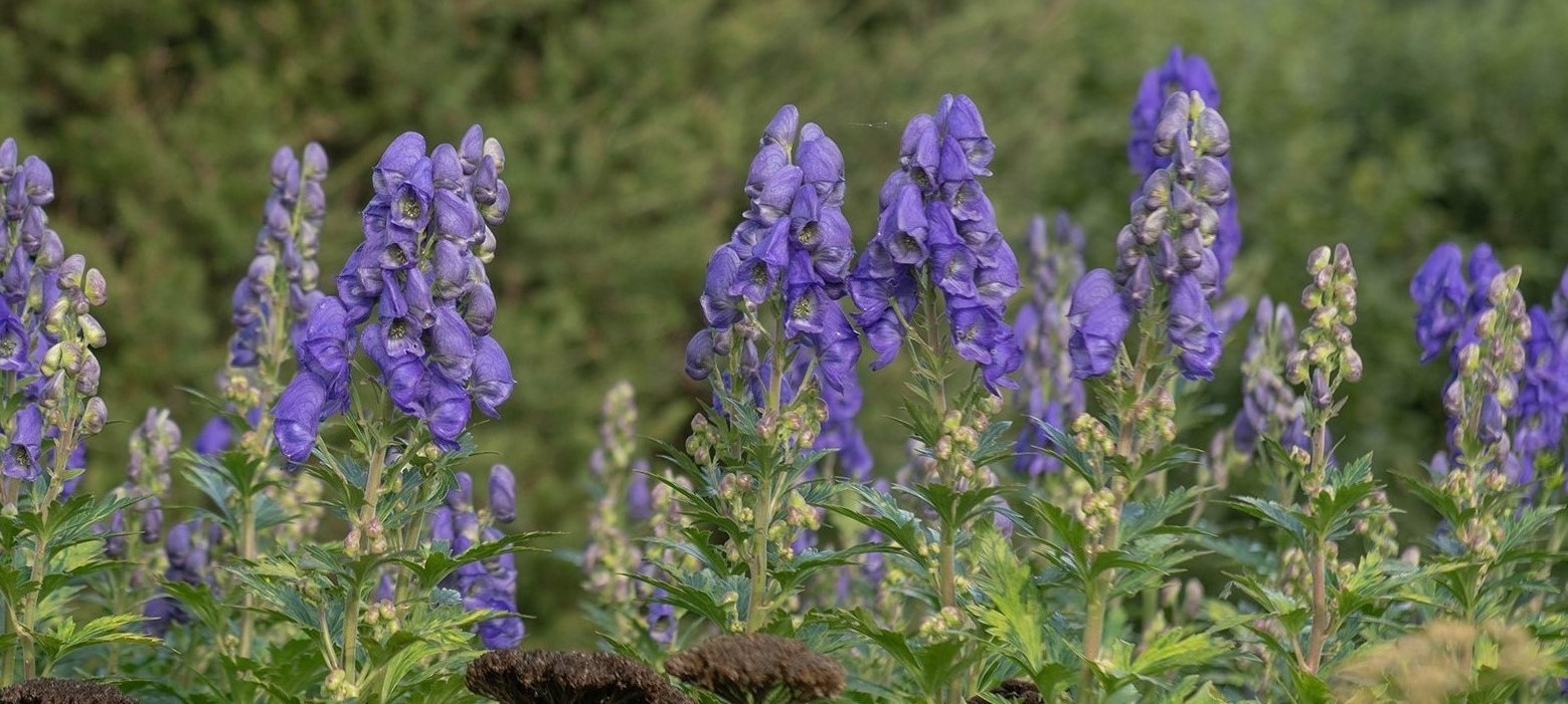 19-fascinating-facts-about-aconitum