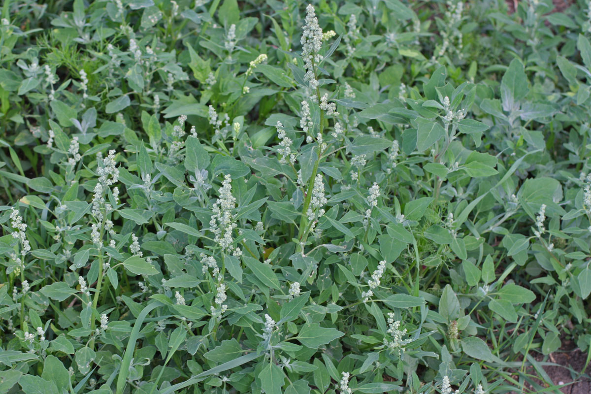 19-fascinating-facts-about-chenopodium
