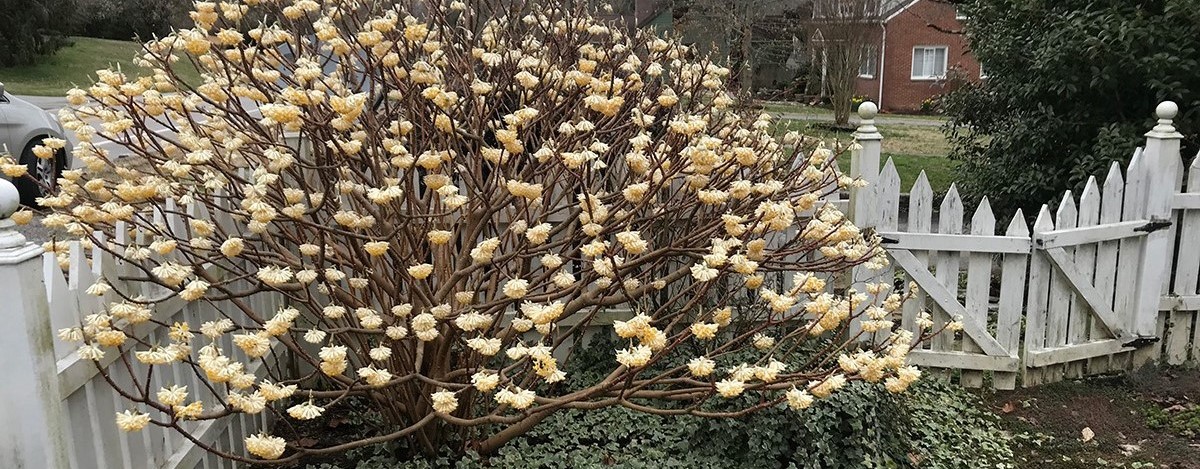 19-fascinating-facts-about-edgeworthia-chrysantha