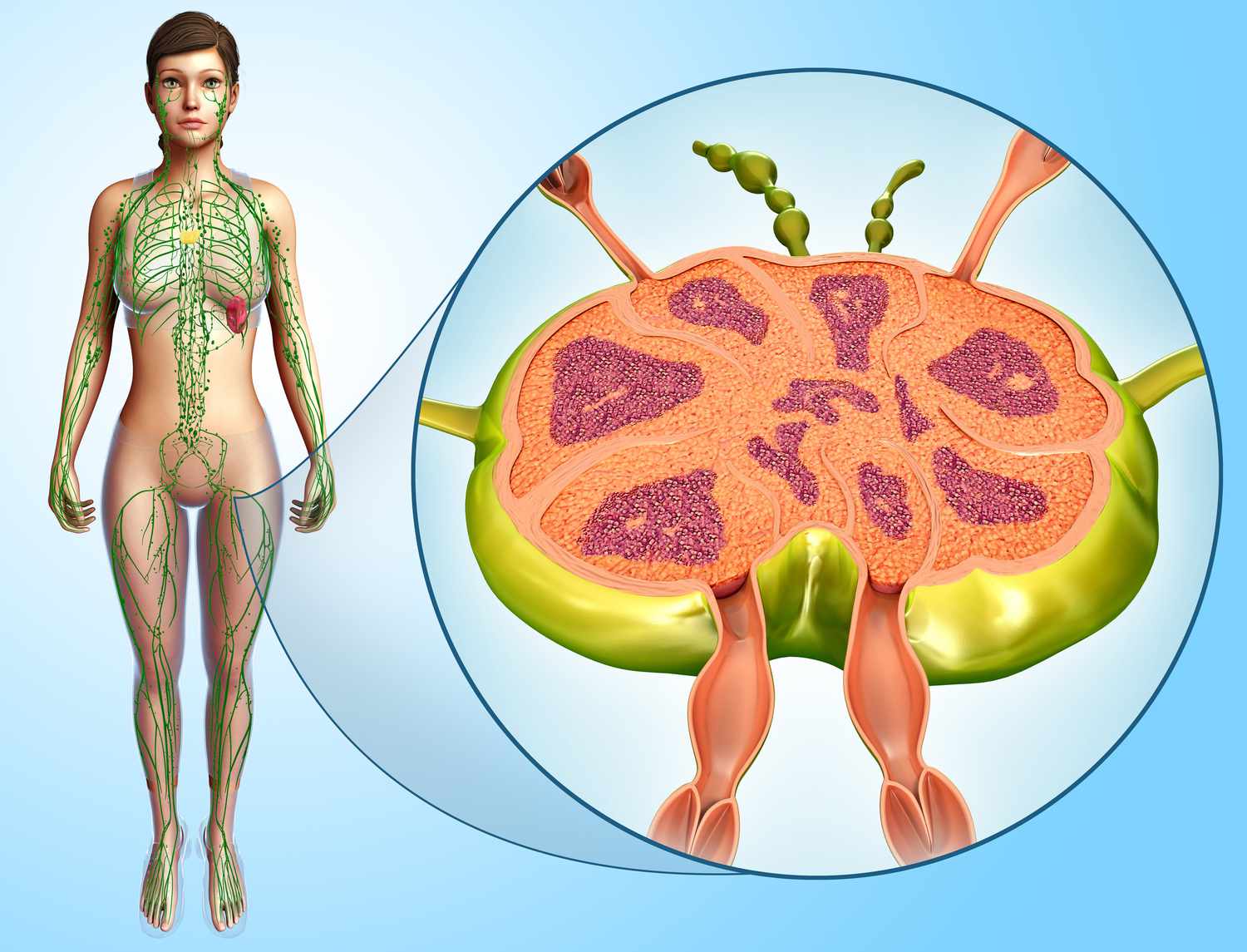 19-fascinating-facts-about-lymph-nodules