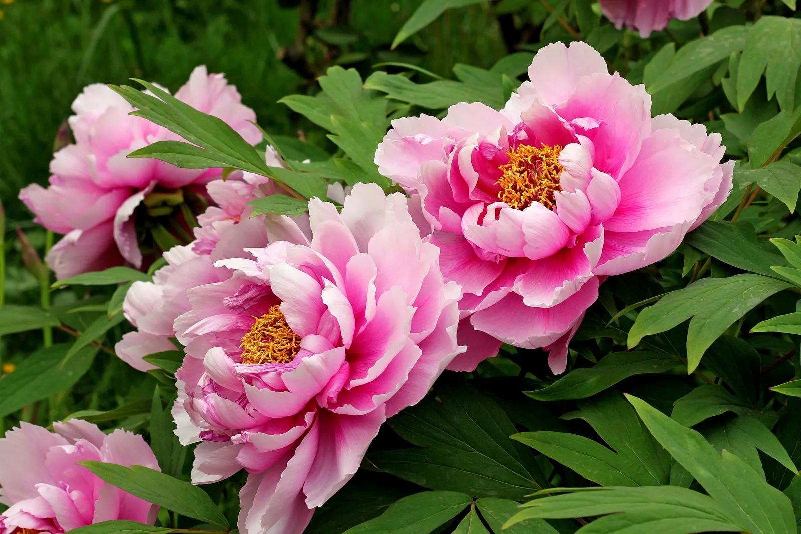 19-fascinating-facts-about-peony