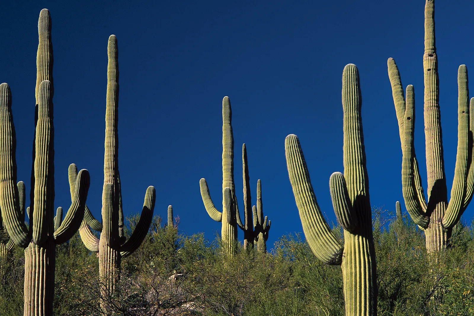 19-mind-blowing-facts-about-cactus