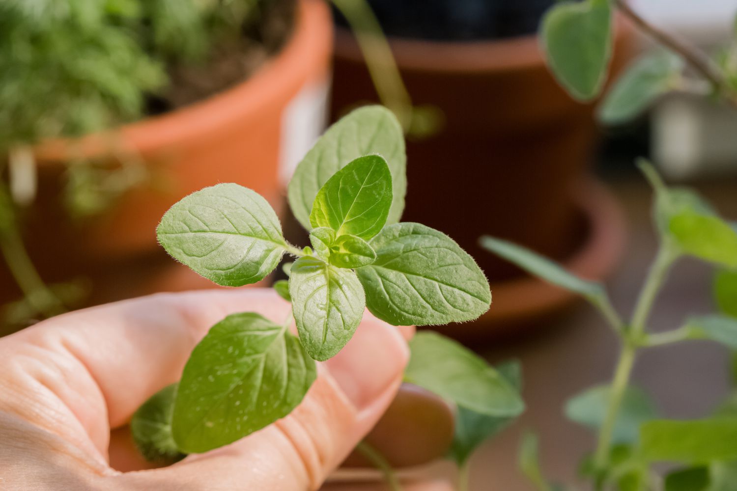 19-mind-blowing-facts-about-oregano