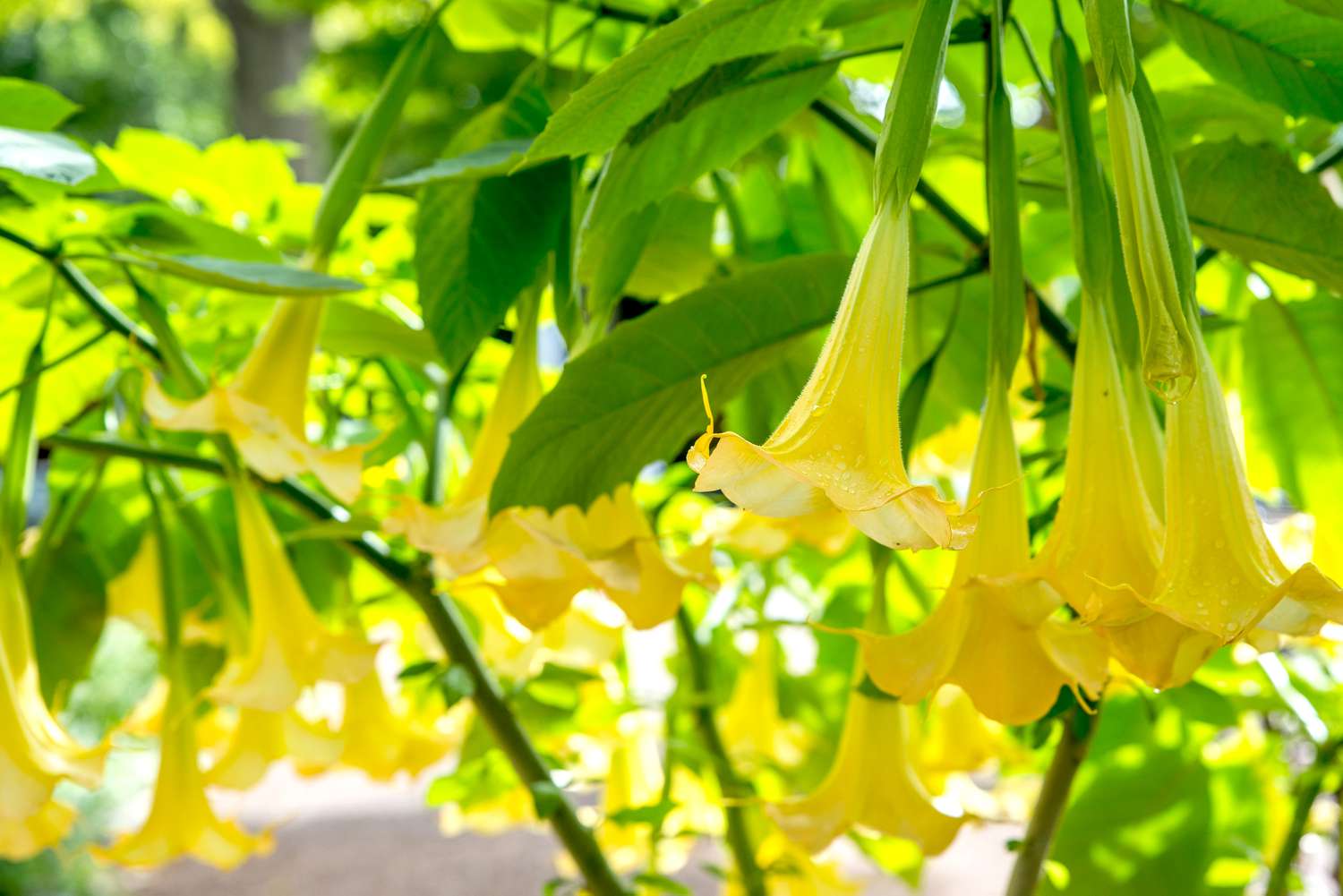 19-surprising-facts-about-brugmansia