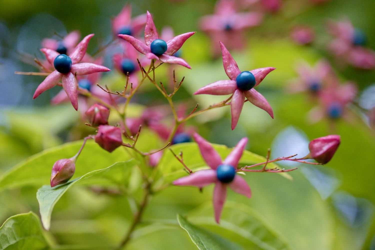 19-surprising-facts-about-clerodendrum
