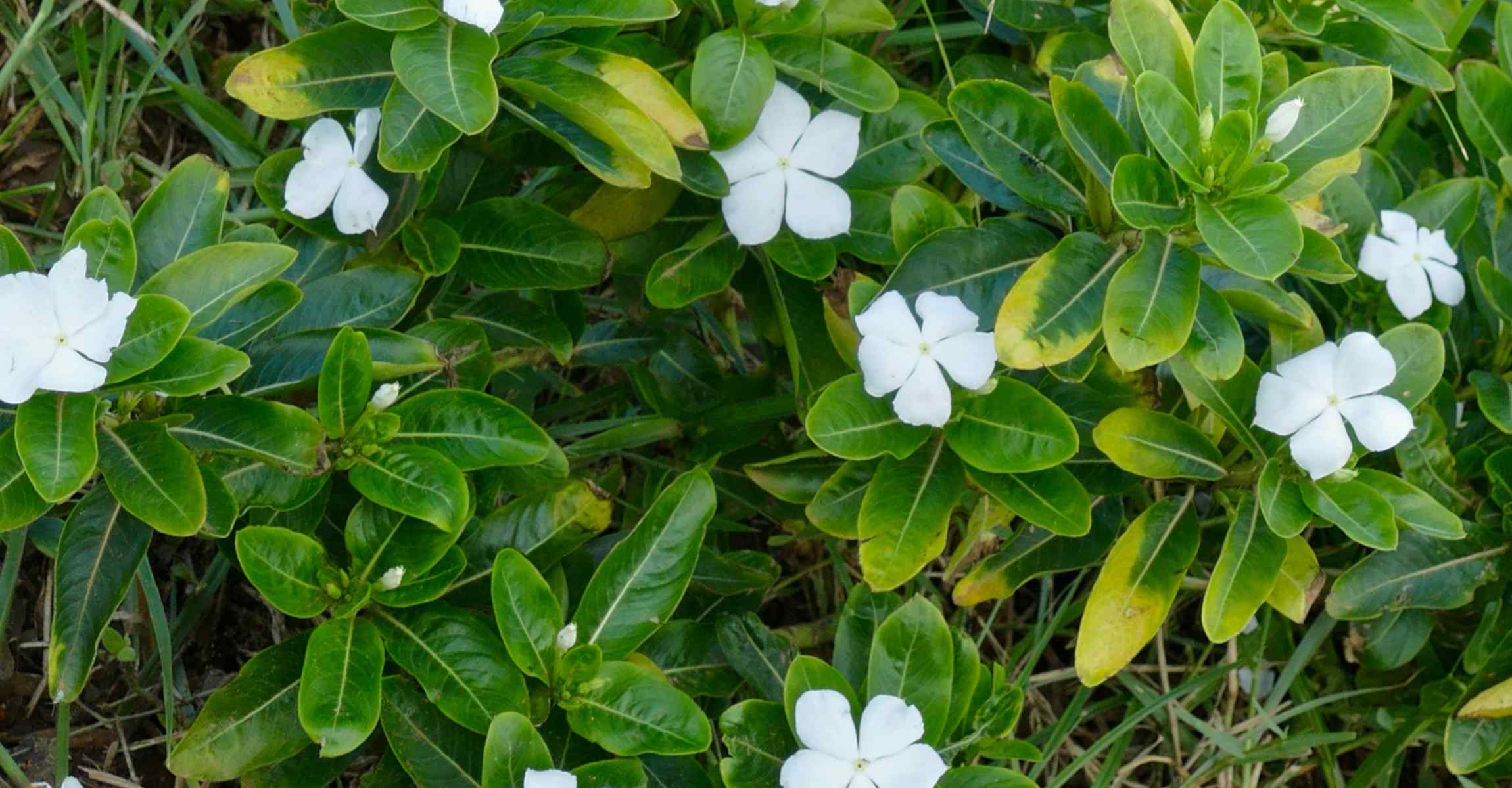 19-surprising-facts-about-madagascar-periwinkle