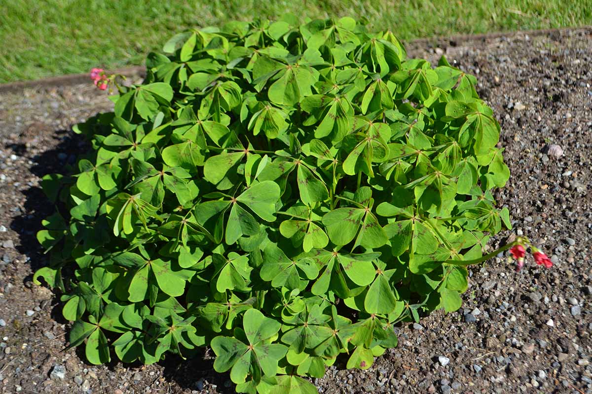 19-surprising-facts-about-wood-sorrel