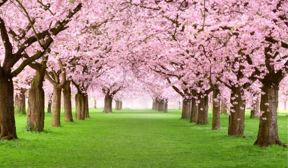 19-unbelievable-facts-about-cherry-blossom