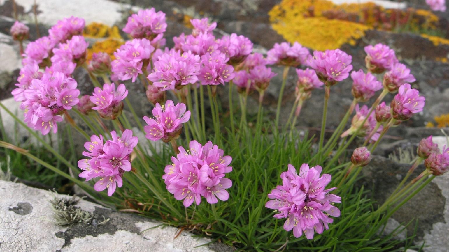 20-astonishing-facts-about-armeria