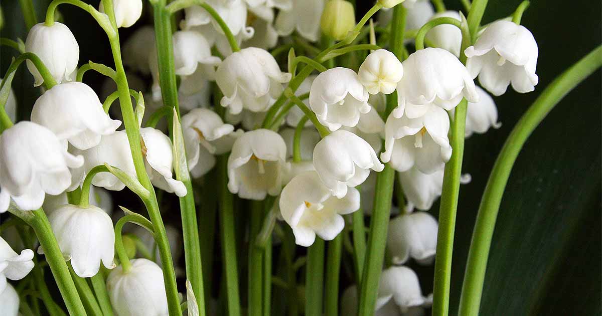 20 Astonishing Facts About Lily Of The Valley 