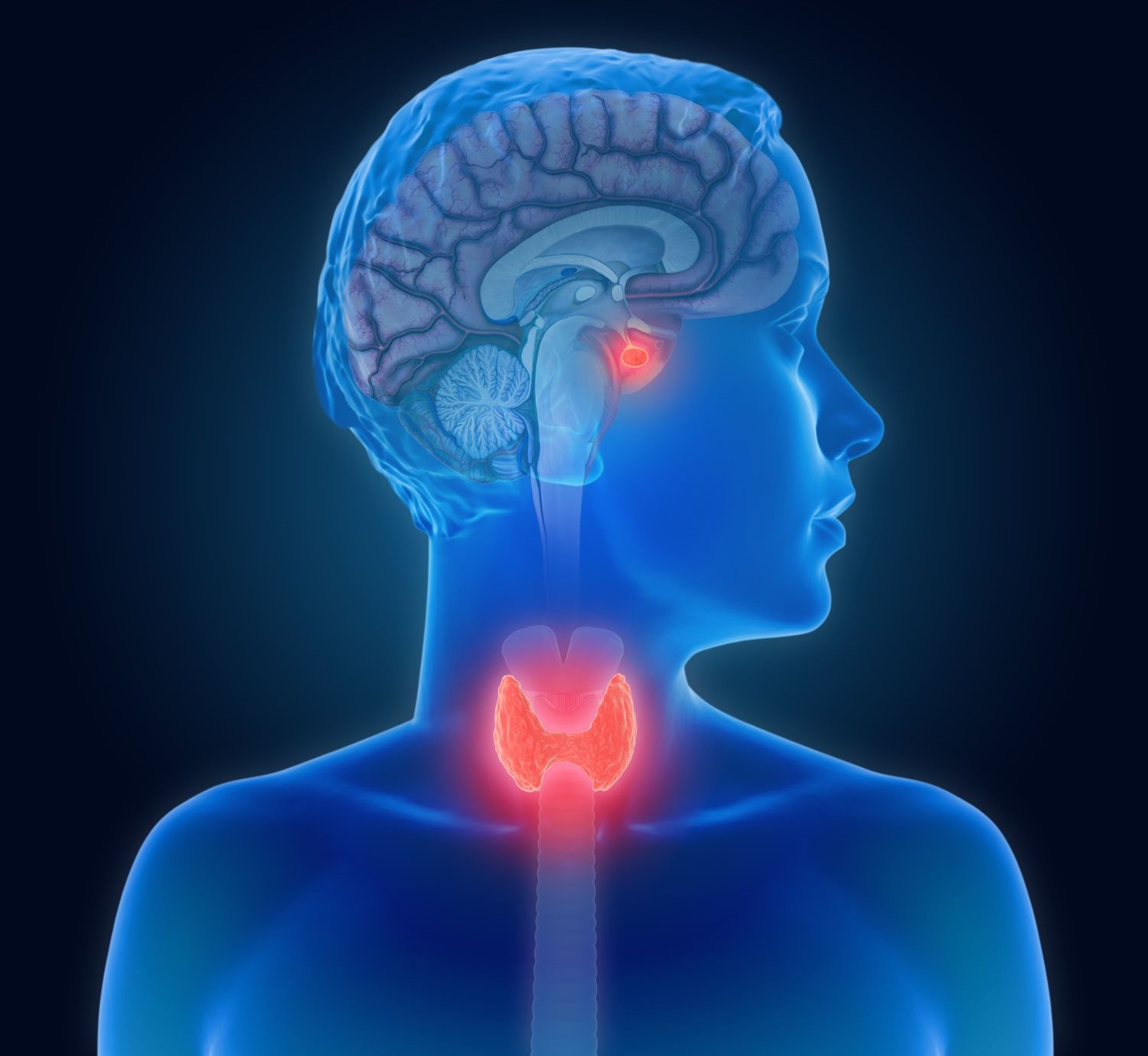 20 Astonishing Facts About Thyroid-stimulating Hormone (TSH) - Facts.net