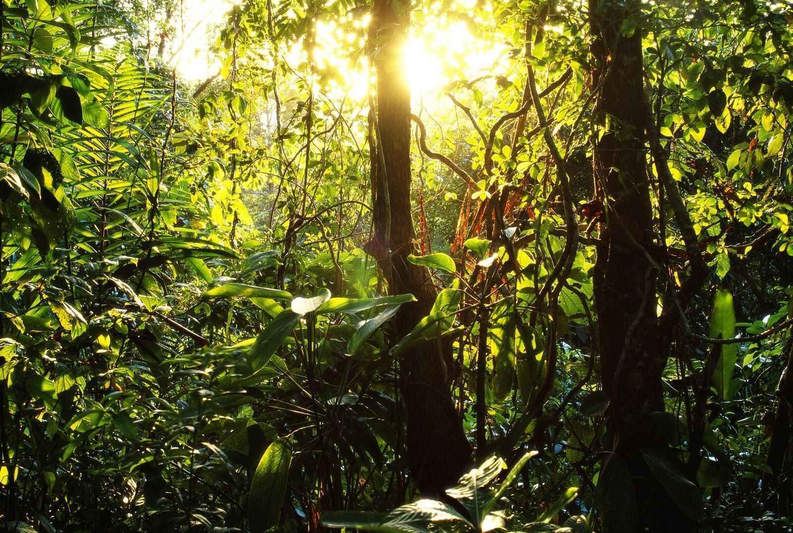 20-astonishing-facts-about-tropical-rainforest