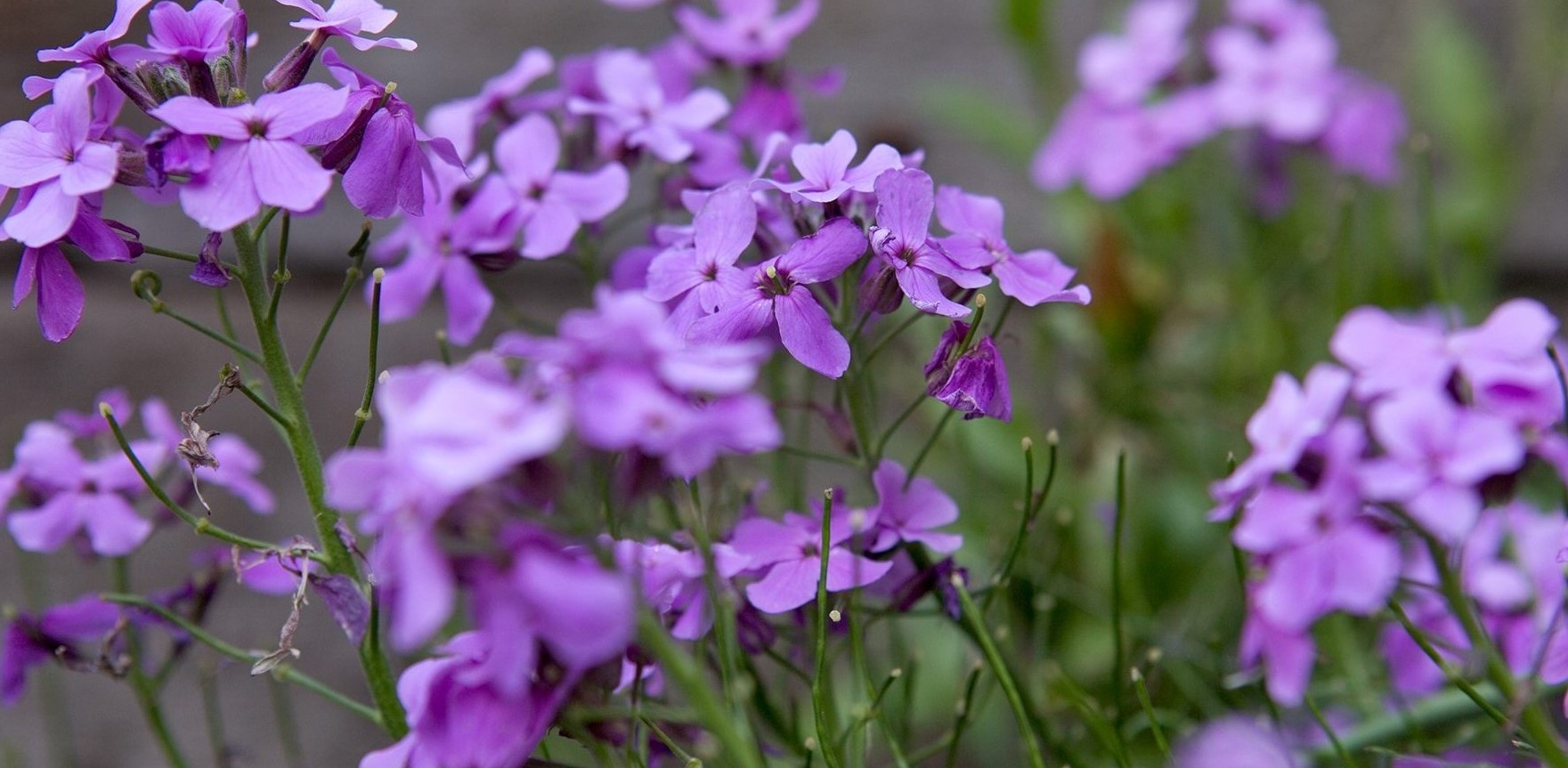 20-astounding-facts-about-hesperis