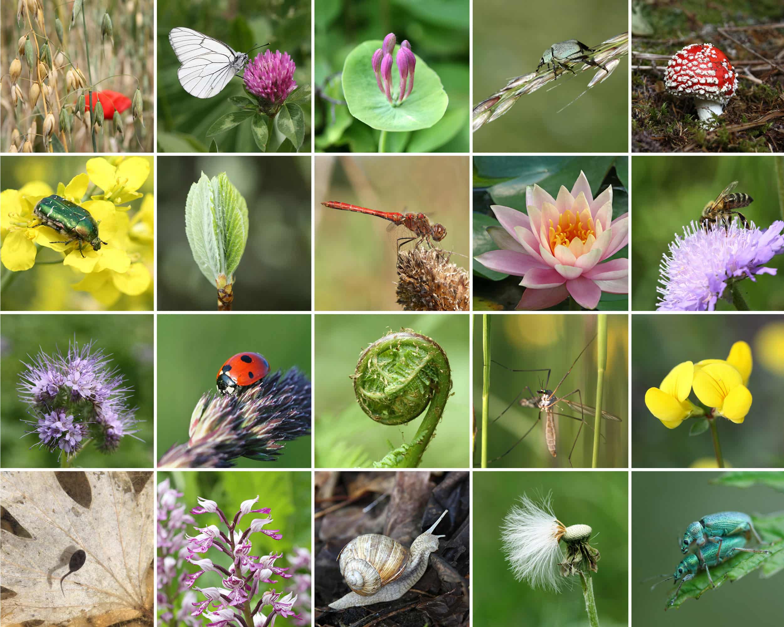 20-astounding-facts-about-species-diversity