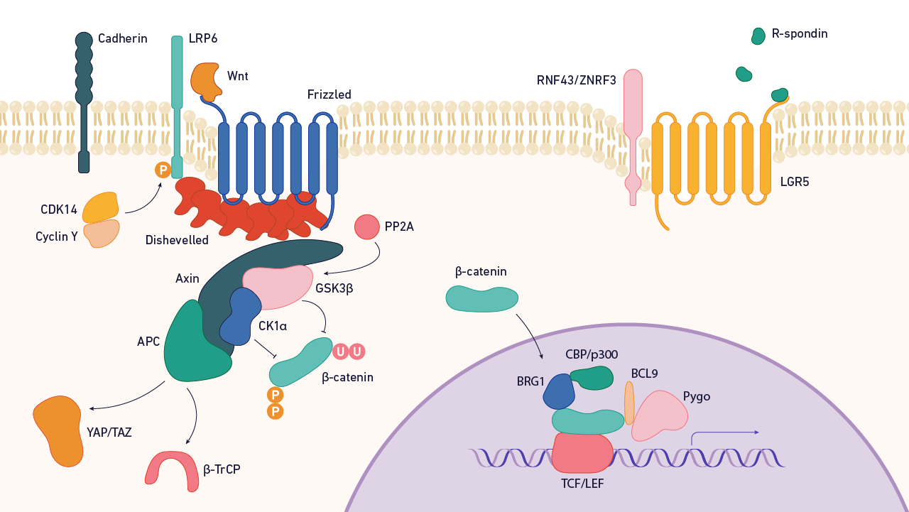 20-astounding-facts-about-wnt-signaling-pathway