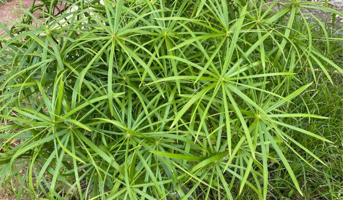 20-captivating-facts-about-cyperus