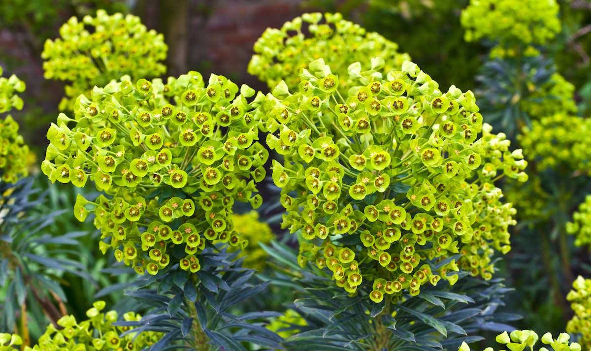 20-captivating-facts-about-euphorbia