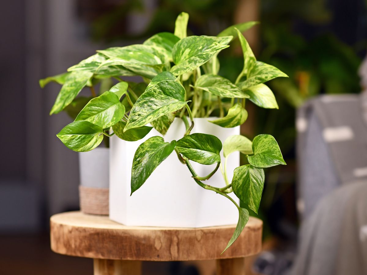 20 Captivating Facts About Pothos - Facts.net