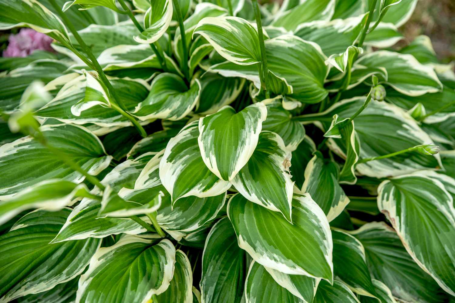 20-enigmatic-facts-about-hosta