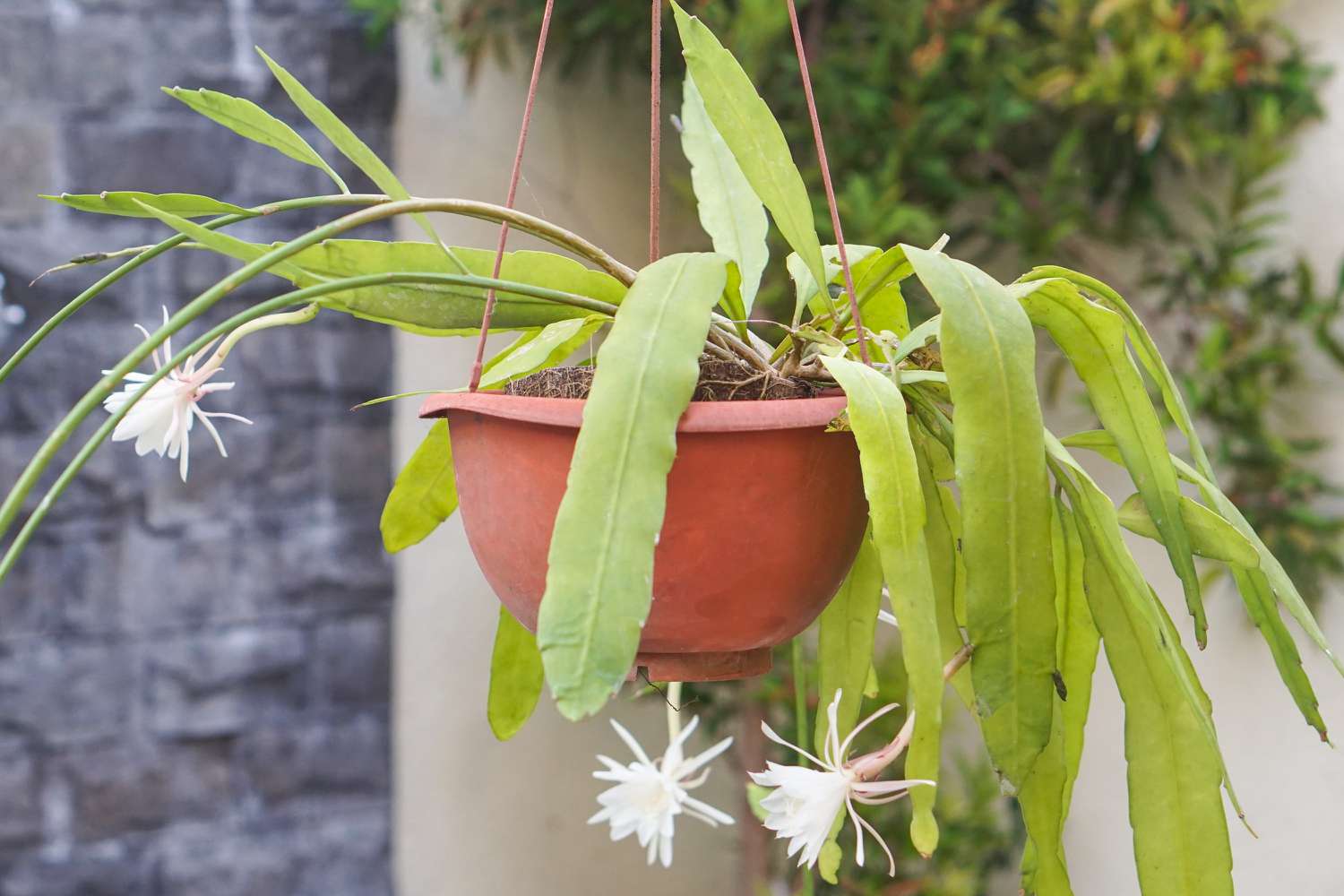 20-extraordinary-facts-about-epiphyllum