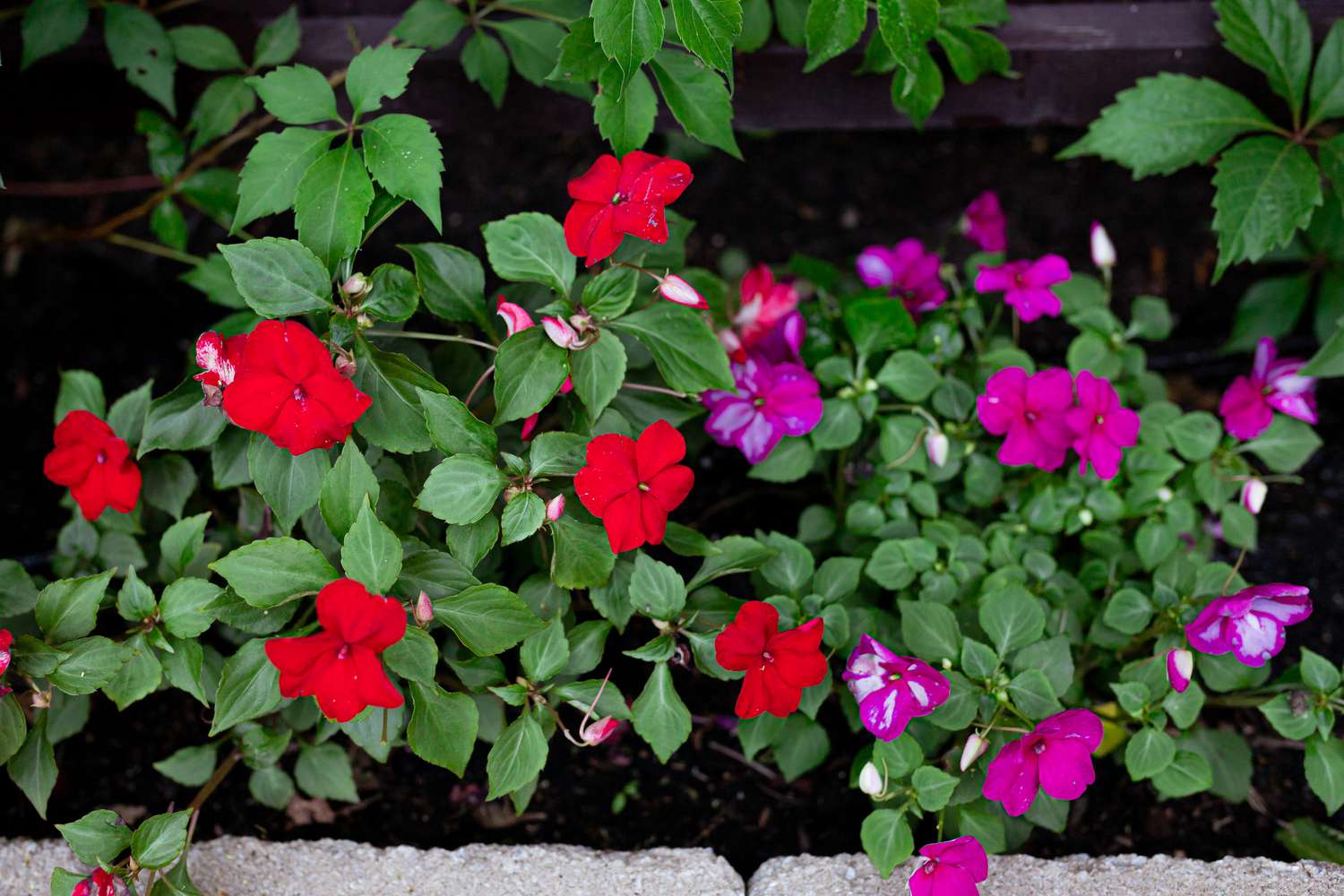 20-extraordinary-facts-about-impatiens