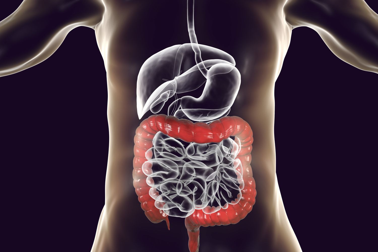 20-extraordinary-facts-about-large-intestine-colon
