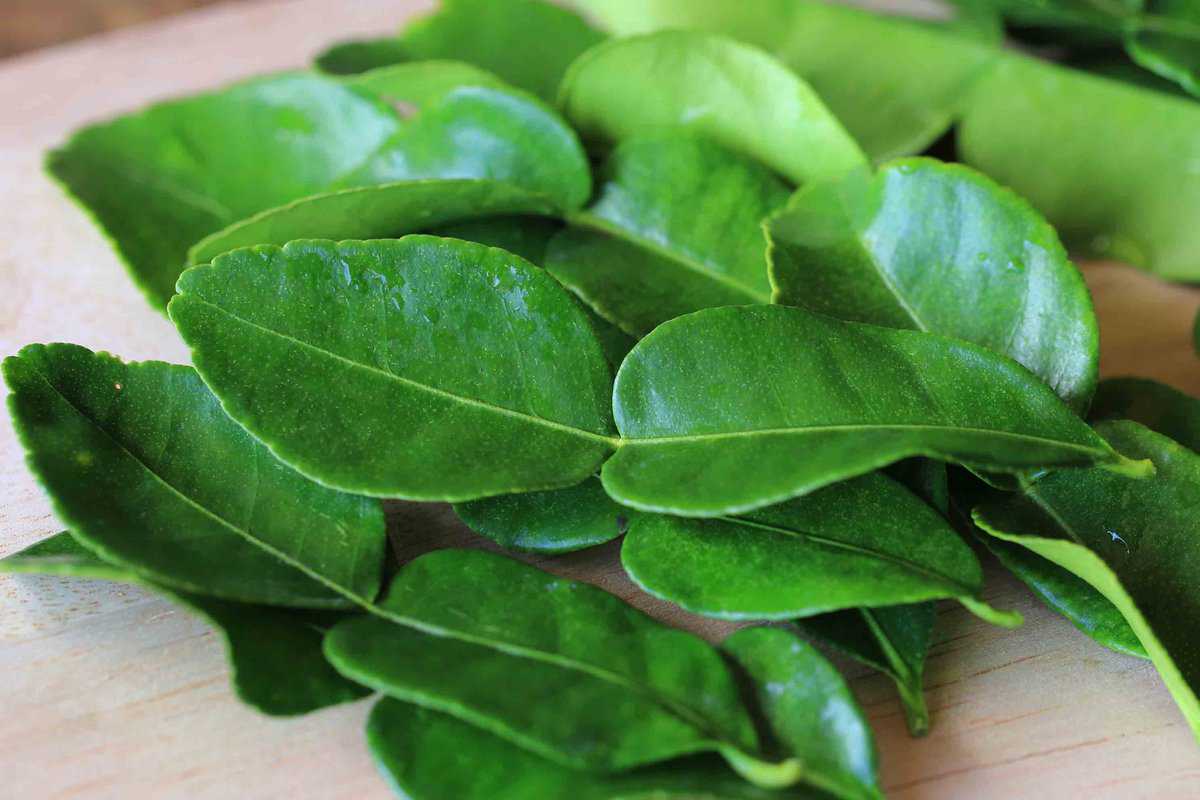20-facts-about-kaffir-lime-leaves