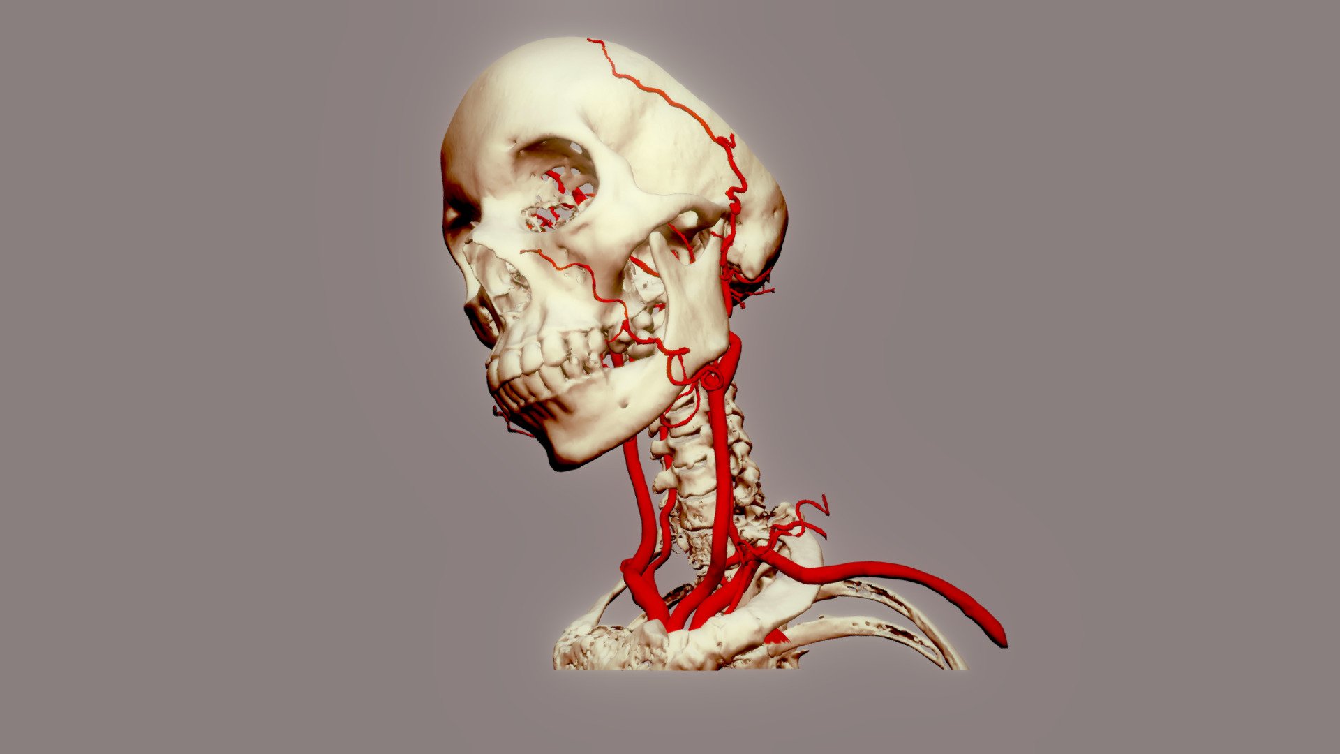20-fascinating-facts-about-common-carotid-artery