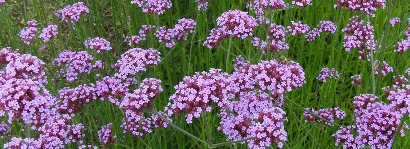 20-fascinating-facts-about-verbena