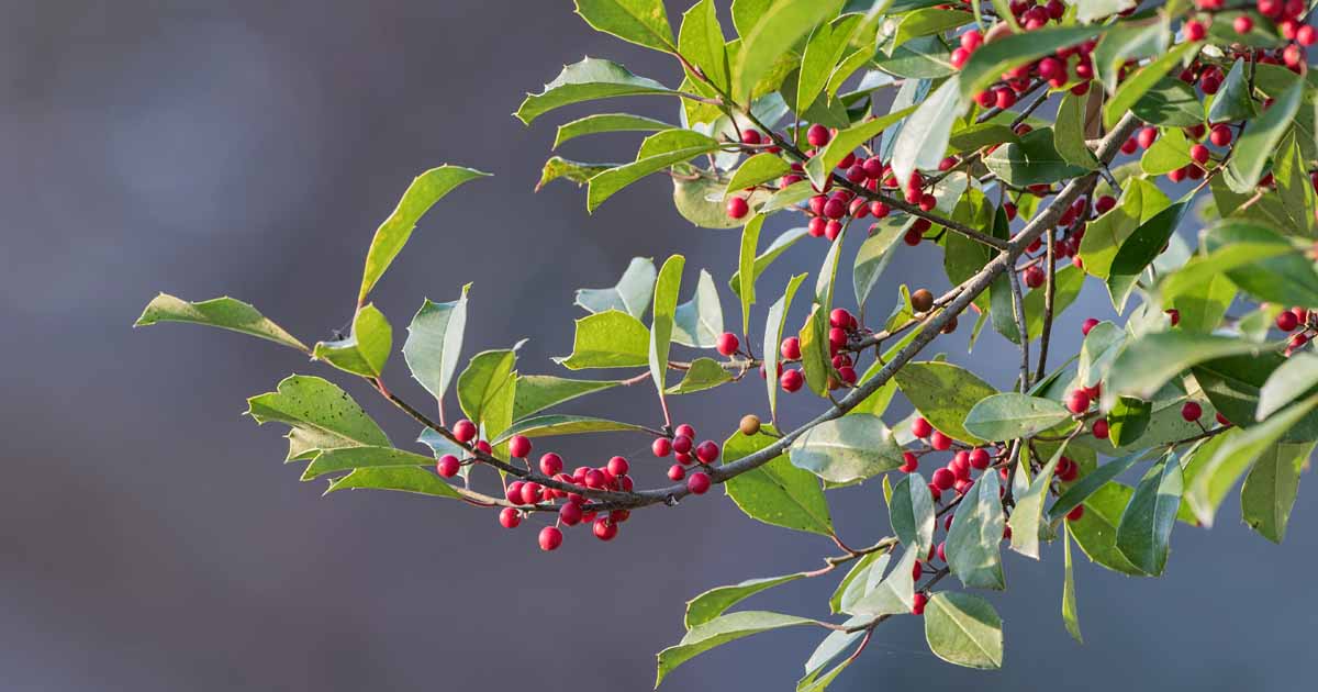 20-intriguing-facts-about-american-holly