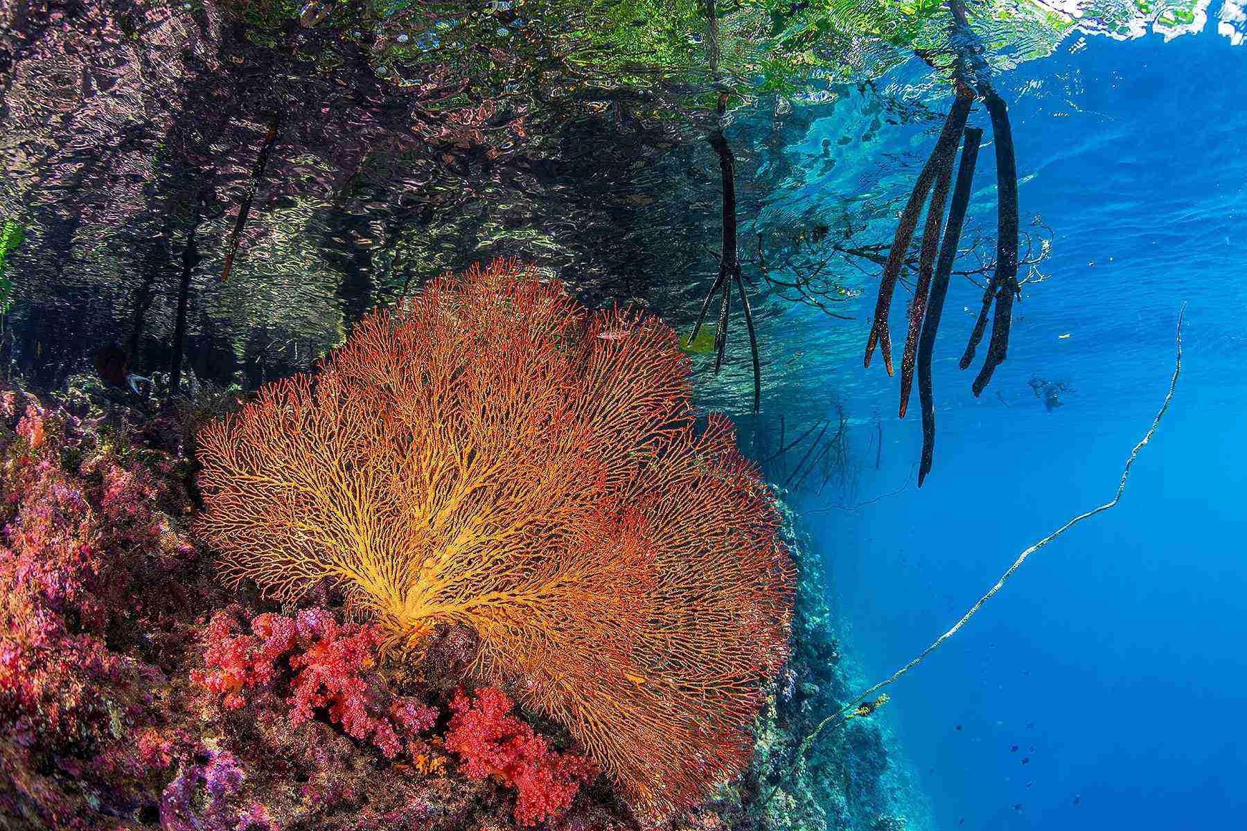 20-intriguing-facts-about-lagoon-reefs