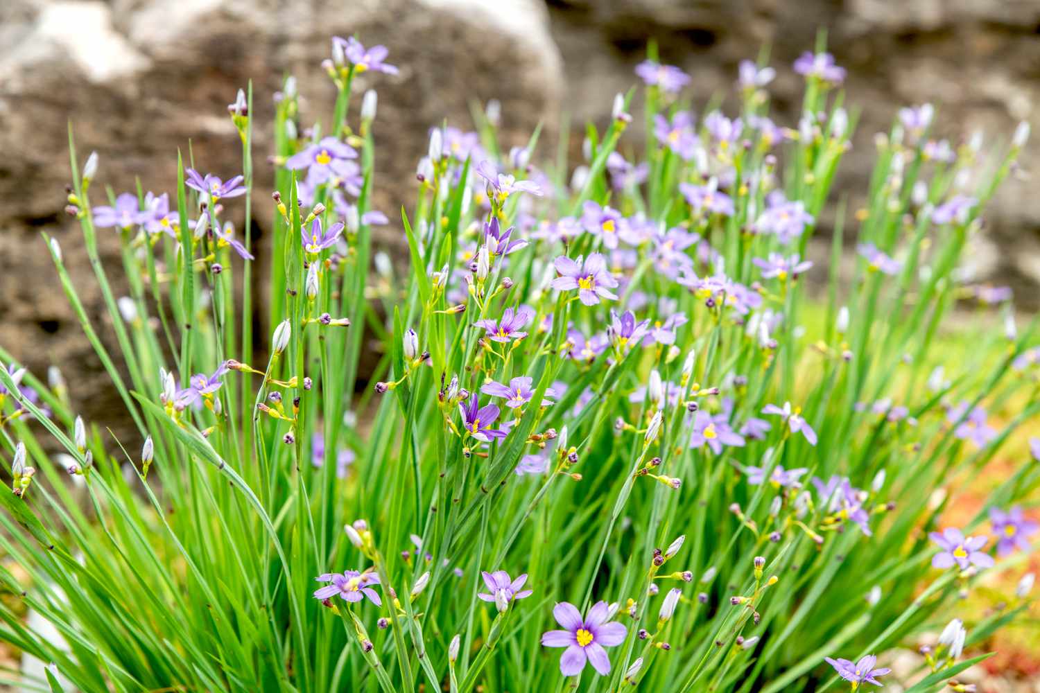 20-mind-blowing-facts-about-blue-eyed-grass