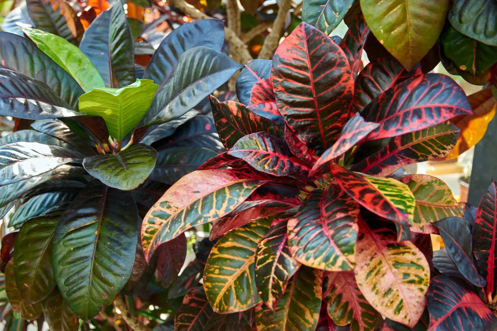 20-mind-blowing-facts-about-garden-croton