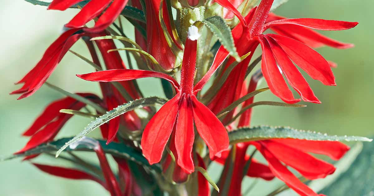 20 Surprising Facts About Cardinal Flower - Facts.net