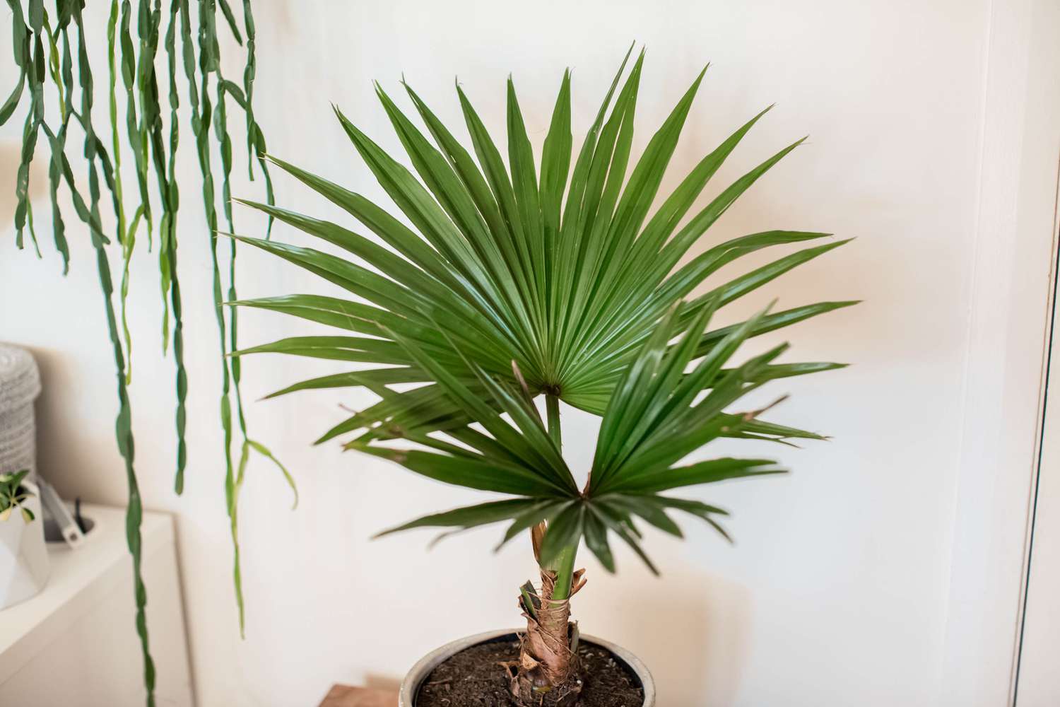 20-surprising-facts-about-chinese-fan-palm