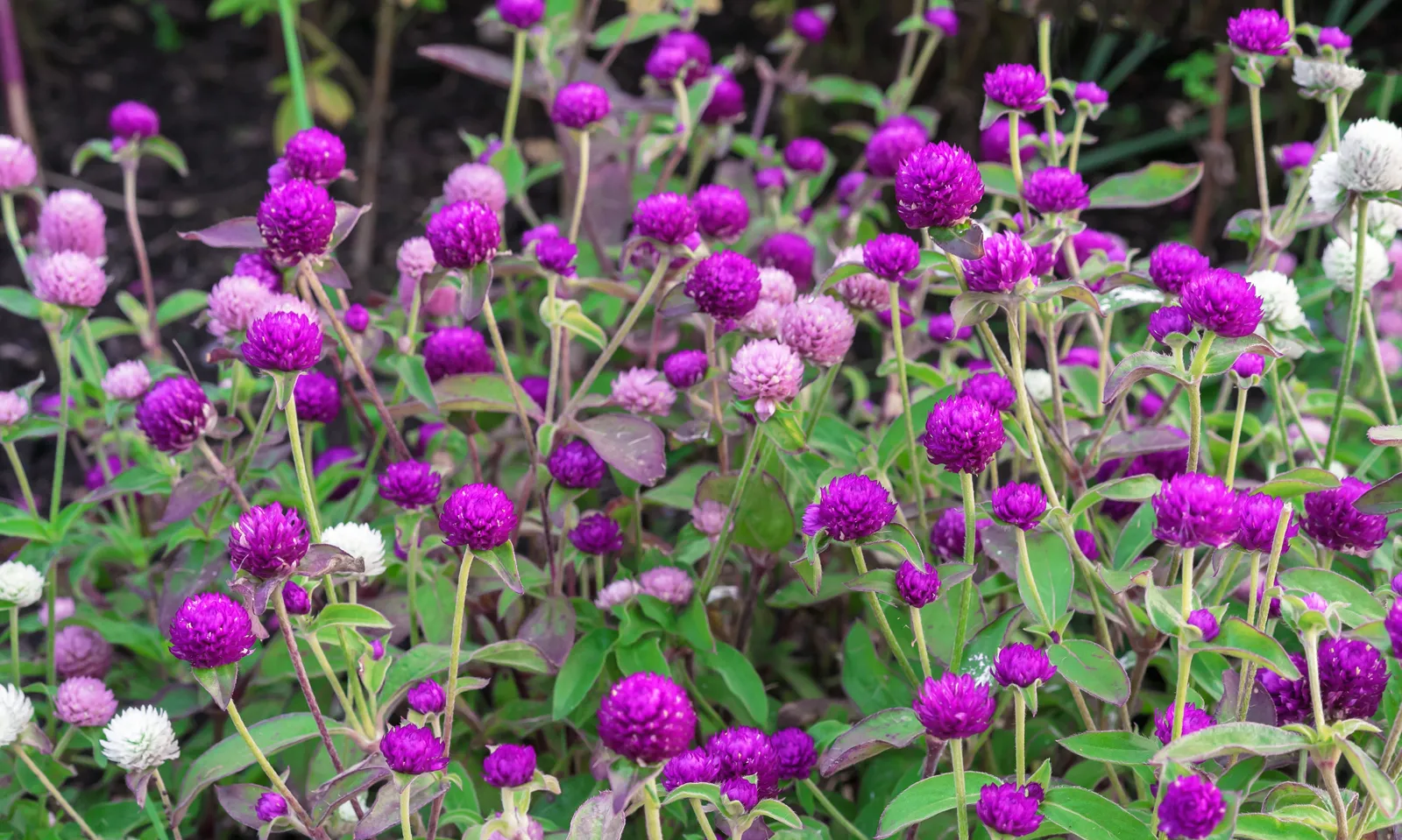 20-surprising-facts-about-gomphrena-globosa