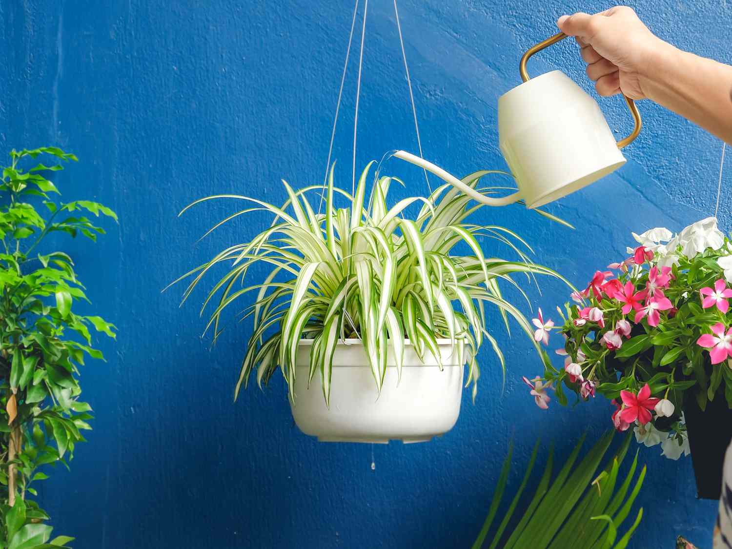 20-surprising-facts-about-spider-plant
