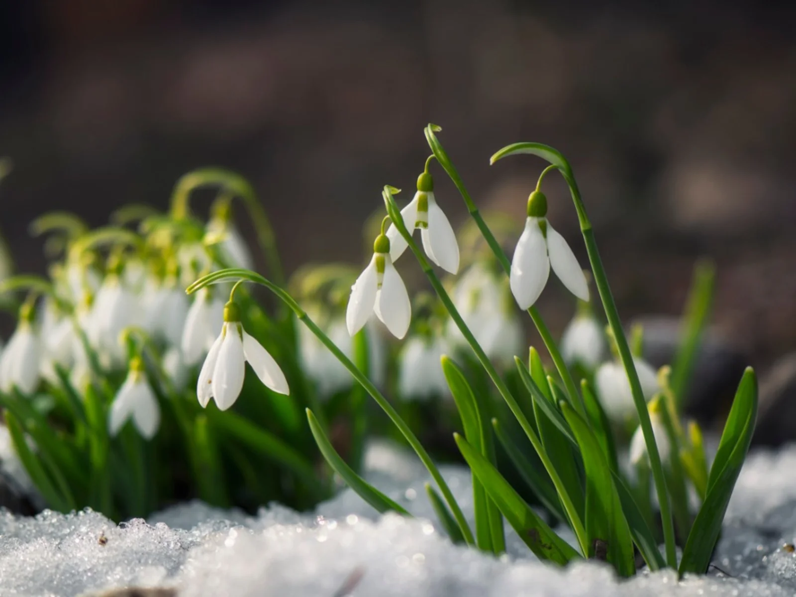 20-unbelievable-facts-about-snowdrops