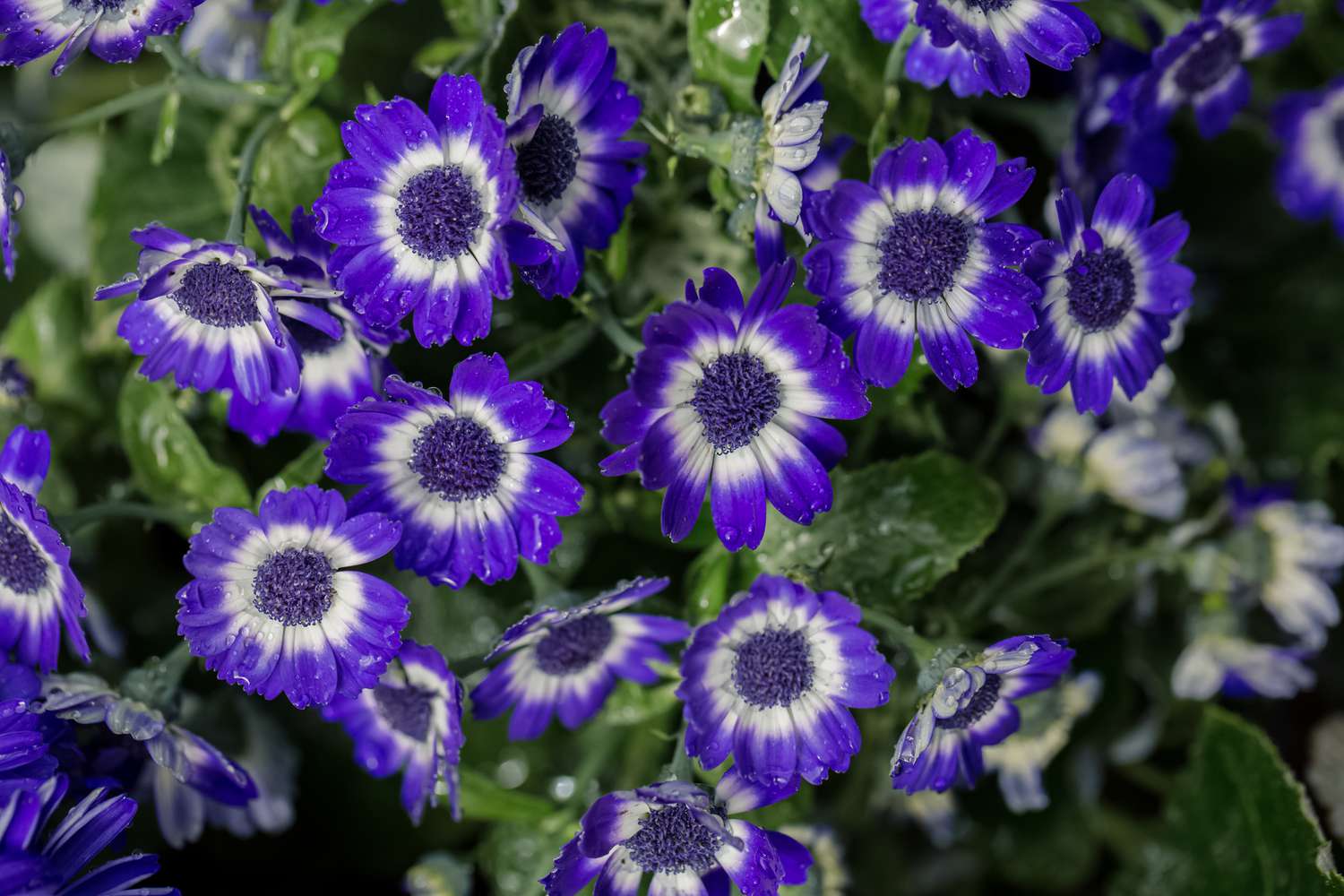 8-astonishing-facts-about-cineraria