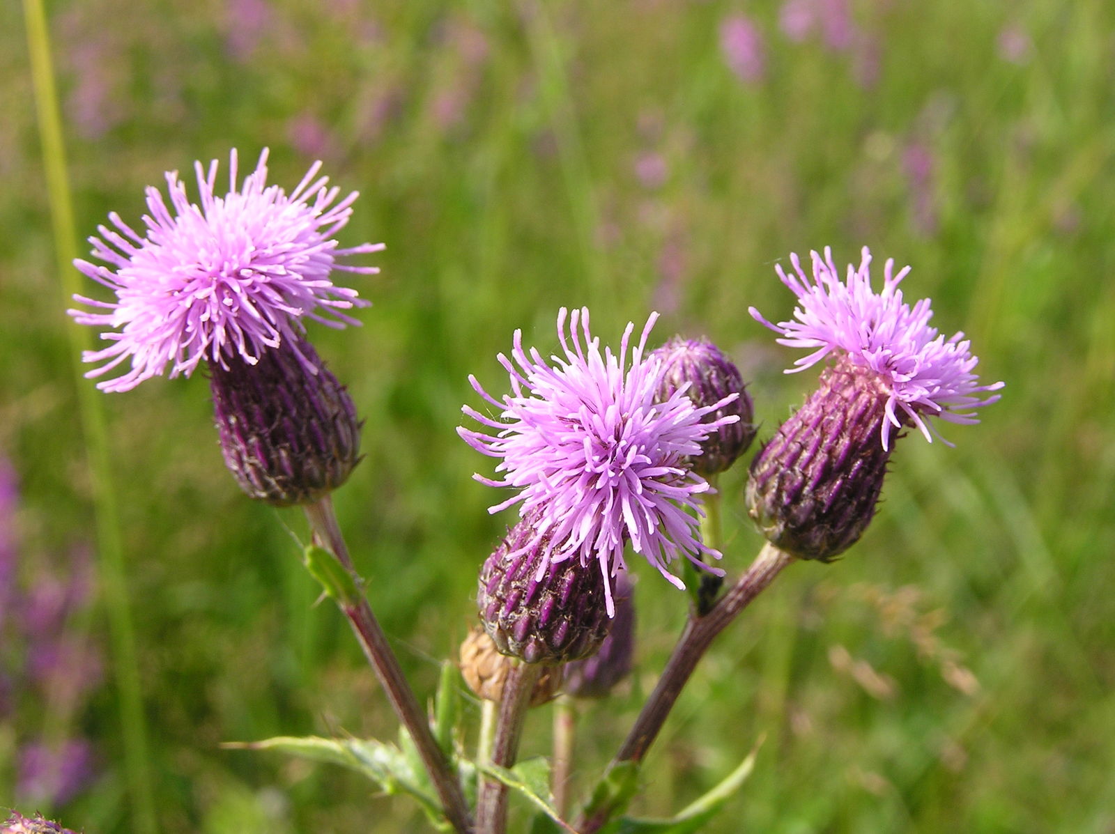 8-astonishing-facts-about-cirsium