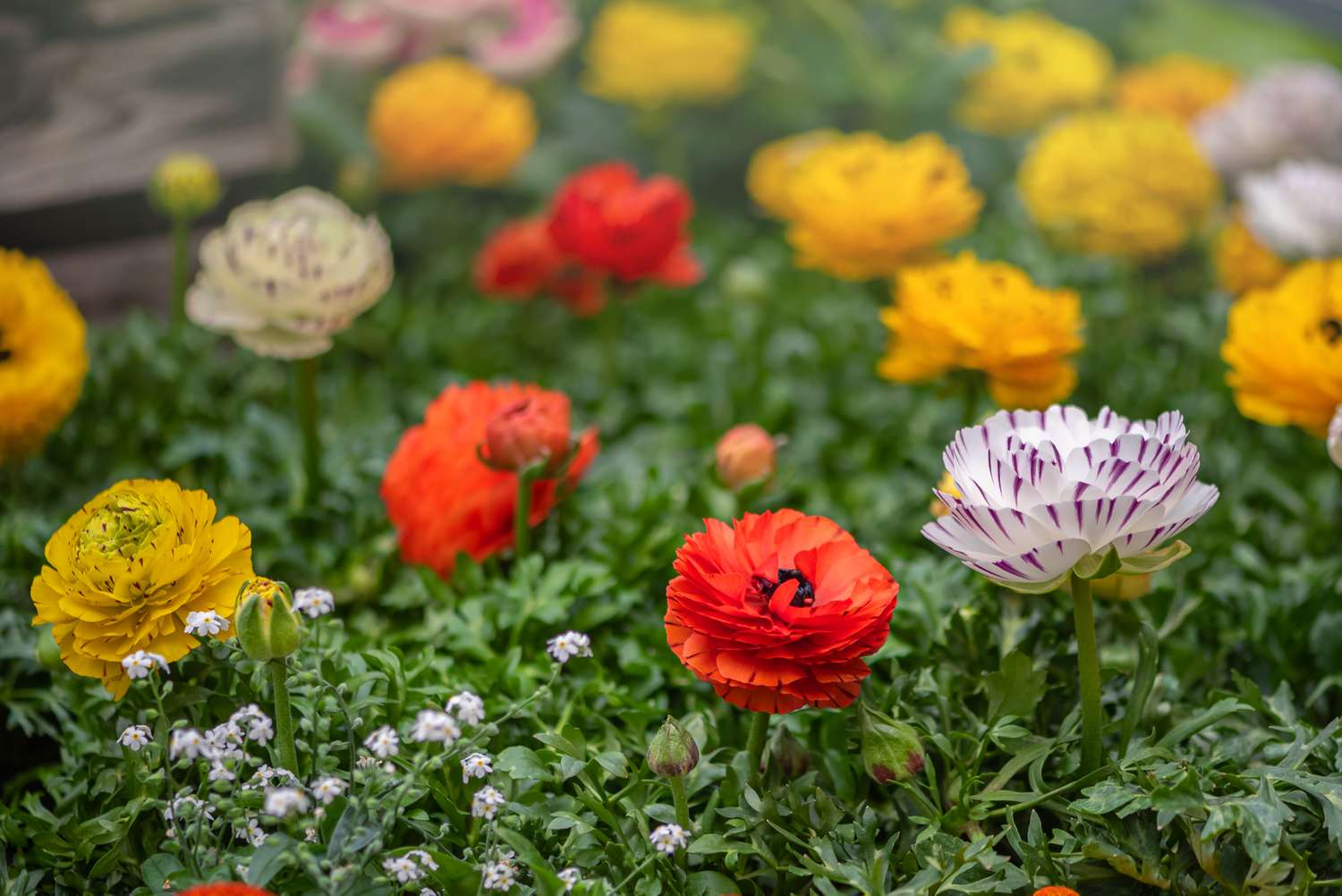 8-astonishing-facts-about-ranunculus