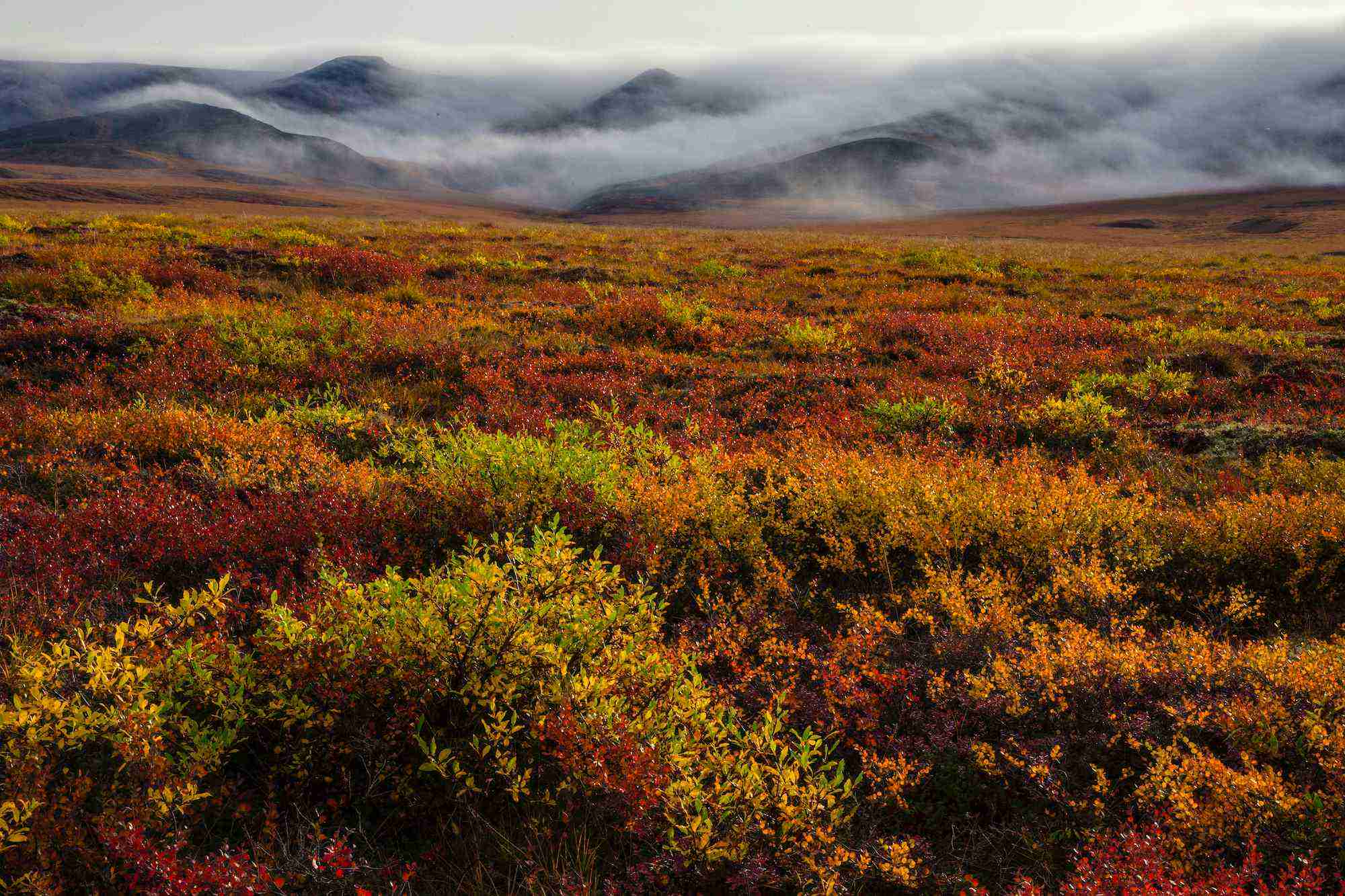 8-astonishing-facts-about-tundra