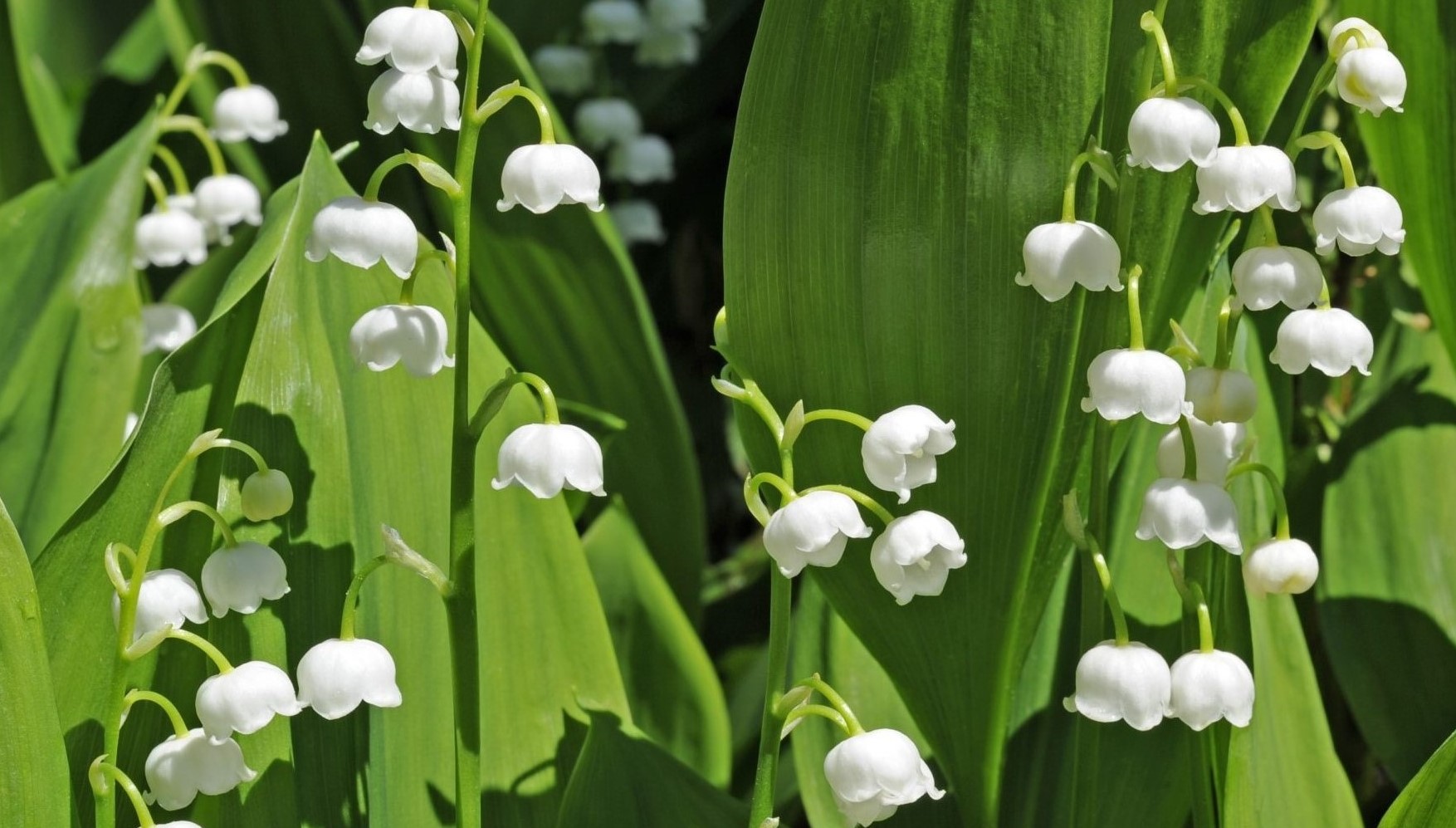 8 Astounding Facts About Convallaria - Facts.net