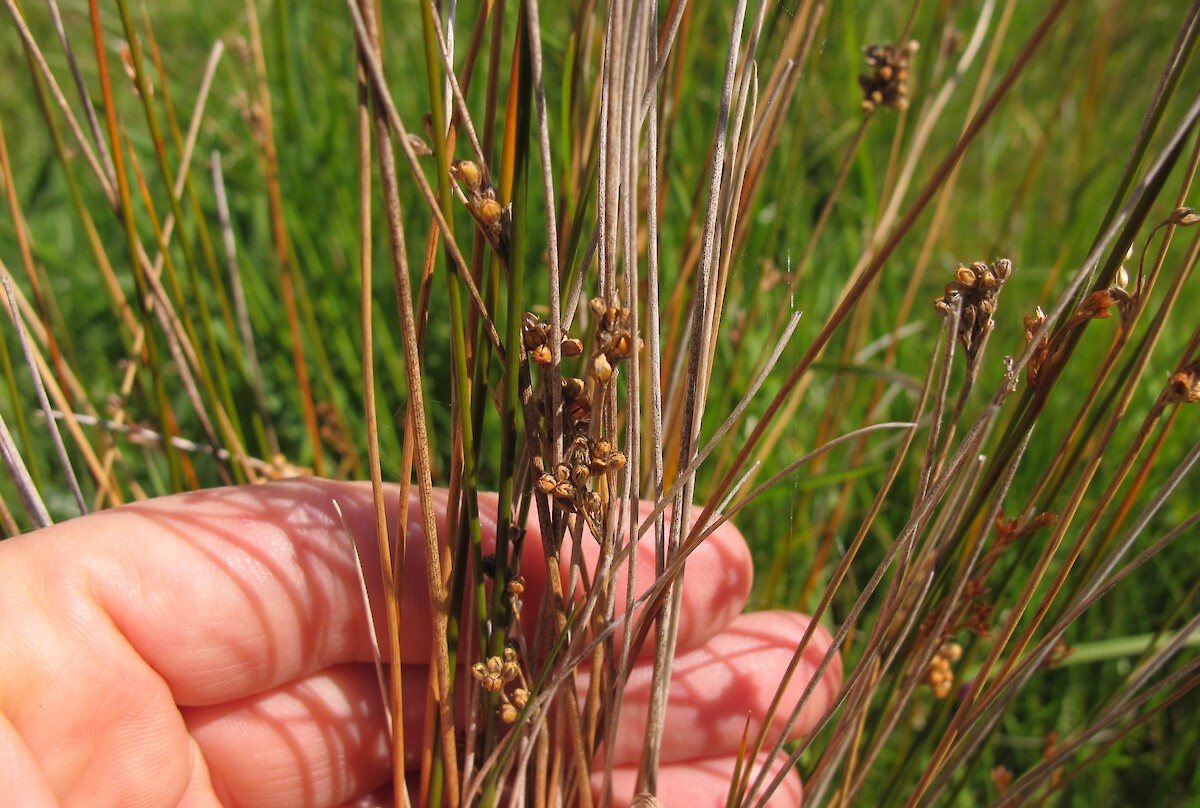 8-astounding-facts-about-juncus