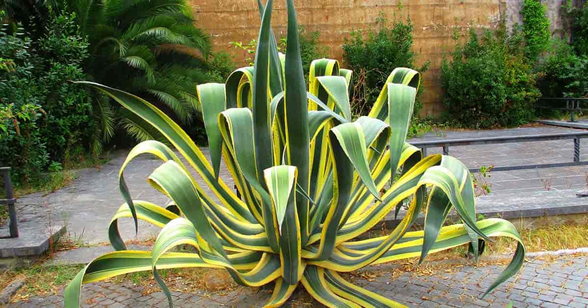 8-captivating-facts-about-agave-americana