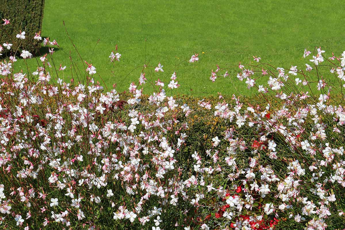 8-enigmatic-facts-about-gaura