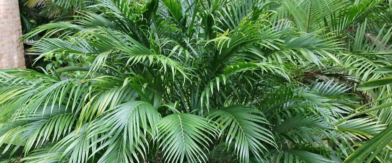 8-extraordinary-facts-about-bamboo-palm