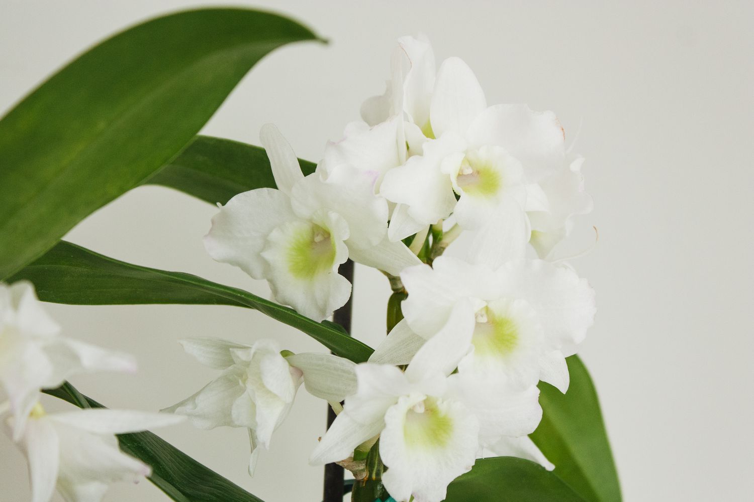 8-extraordinary-facts-about-dendrobium-orchid