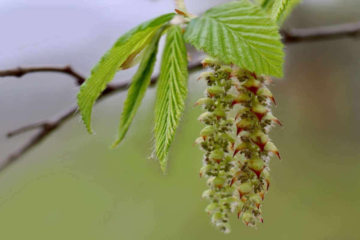 8-fascinating-facts-about-carpinus